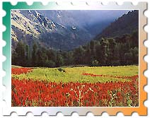Kashmir Travel Company Tour and Travel Company Kashmir