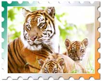 Ranthambore Tours, Tiger Tours India